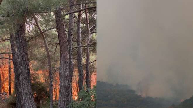 ασύλληπτη-καταστροφή-στο-δάσος-της-δα-32945