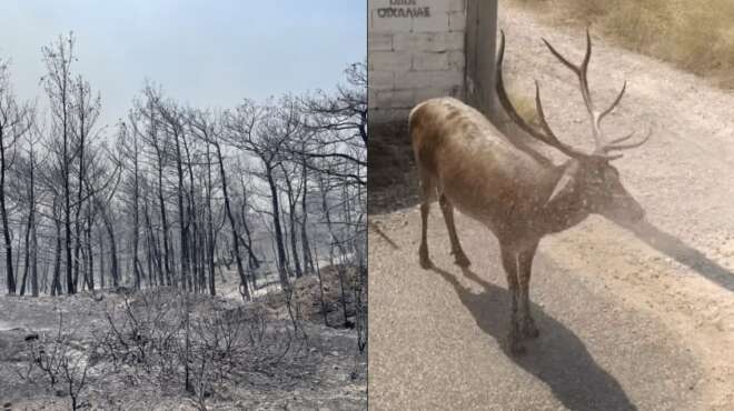 τέλος-το-κυνήγι-στην-ρόδο-η-απαγόρευση-33334