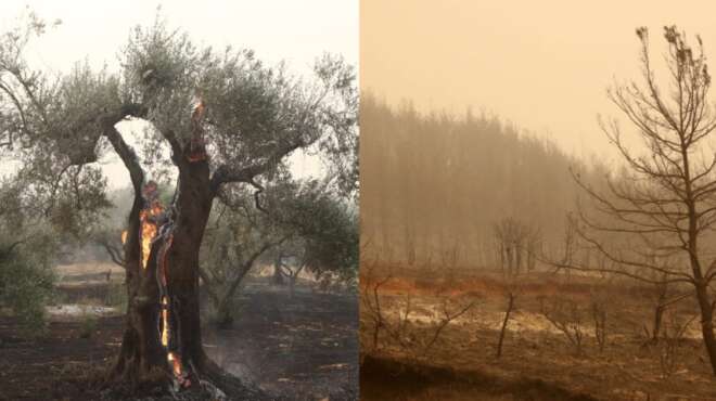 θλιβερός-ο-απολογισμός-από-τις-φωτιές-32185