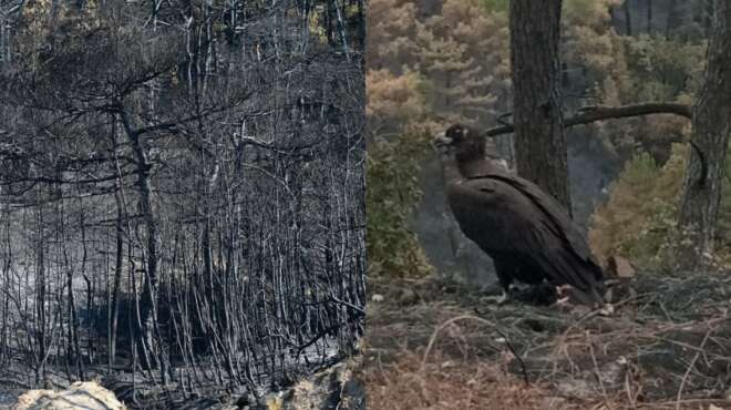 τραγωδία-στον-έβρο-ο-θρήνoς-του-μαυρόγυ-34600